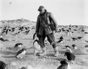 Herbert Ponting - Adelie Penguin Defends its Nest Cape Royd Ross Island -17"x22"