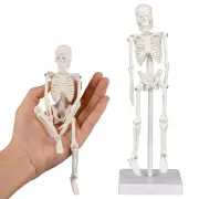 Mini Human Skeleton Model, 7.8" Human Anatomy Skeleton Model, Movable Arms an...