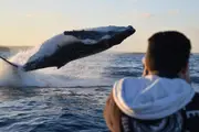 Whale Watching From a Fast Military Boat - Sydney