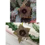 蘿藦科/點美閣交種/HUERNIA HYSTRIX