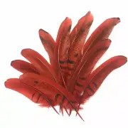Under 6" Reeves Pheasant Tail Feather x 10 pcs - Red