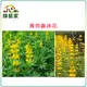 【綠藝家00H10-1】H10.魯冰花(黃花)種子1公斤(可當觀賞或是綠肥植物)