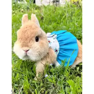可愛風寵物兔垂耳兔侏儒兔貓貓兔外出游婚紗夏天裙子牽引繩衣服