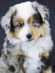 Diamond Art Painting Kit Australian Shepherd Dog DIY by Number Cross Stitch