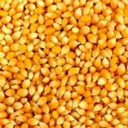 5kg Premium 100% Australian Grown Popcorn Kernels,