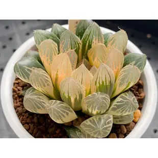 百合科 ハオルチア Haworthia 一物一拍 ｜胭脂玉露錦T17