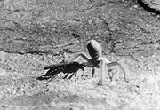 Wasp & Tarantula Ntarantula Hunted And Paralyzed By A Female Pepsis Wasp (Also Known As A Tarantula Hawk) Poster Print by (24 x 36)