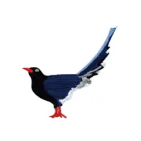 在飛比找蝦皮購物優惠-Novigo 台灣動物熨燙刺繡 / 台灣藍鵲
