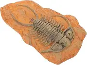 JECOMPRIS Paleontological Insect Decoration Insect Ornament for Collection Teaching Decorative with Fine Texture for Landscape Decor