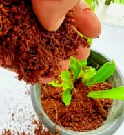 Coconut Coir, Coco Peat Compost, Organic Soil Media Hydroponics Substrate