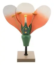 Flower Cross Section Model - Enlarged 10X Life Size - Hand Painted - Eisco Labs