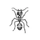 Fire Ant Sticker Decal