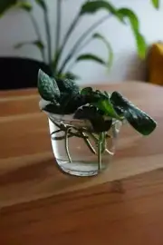 Plant Propagation Helper for Stelna Cups | 3D Printed Plant Propagation (PR-04)