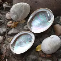 在飛比找ETMall東森購物網優惠-澳洲白鮑魚貝殼燒鼠尾草容器海螺收納首飾珠寶拍攝道具漆器鑲嵌