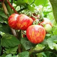 在飛比找Yahoo!奇摩拍賣優惠-長春紅彩番茄 紅彩蕃茄 紅番茄 番茄 蕃茄 種子10入種子