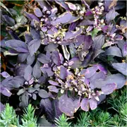 Chilli - Black Prince Dark Leaf seeds