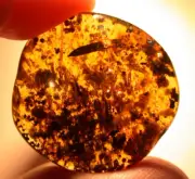 Long Leaf Scale Insect in Burmite Amber Fossil Dinosaur Age Strong Fluorescence