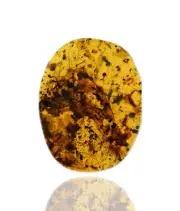 Leaf with insect feeding holes, Fossil insect inclusions in Burmese Amber