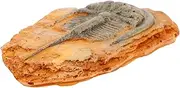 SOLUSTRE Paleontological Insect Ornament Decoration Ornament Paleontological Specimen Insect Specimen Decoration Resin