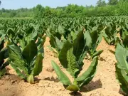 Tobacco seeds 50000 seeds tobacco Dubek smoking tobacco heirloom 805 + TRACK №