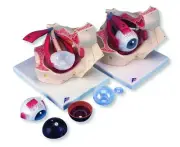 Full-Size Eye Model 3 Times 7.1" x 10.2" x 7.5" 7 Parts Teaching Model AU