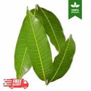 100pcs Mango Dried Leaves Organic Natural Homemade Pure Slices 100% Sri Product