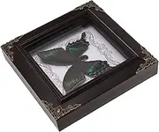 ERINGOGO Butterfly Specimen Photo Frame Shadowbox Paper Butterfly ARR Duck Real Butterfly Specimens Specimen’s Framed Bugs Moth Specimen Butterfly Frame Insect Butterfly Ornament Acrylic