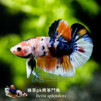 在飛比找PChome商店街優惠-【AC草影】糖果 PK將軍鬥魚（公魚）【一隻】FAG0131