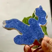 69G Natural Blue Coral Reef Cluster Marine Mineral Crystal Specimen