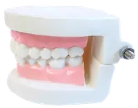 在飛比找樂天市場購物網優惠-【晴晴百寶盒】牙齒模型(無牙縫) 保母證照專用 保母 保姆娃
