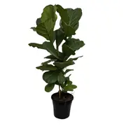 250mm Fiddle Leaf Fig - Ficus lyrata