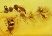 Two Spiders with swarm of diptera, Fossil Inclusion in Dominican Amber