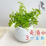 【小品文化】鐵線蕨【現貨】3吋雪胖免澆水盆栽 室內植物 辦公室盆栽 懶人盆栽 水培植物 水培盆栽 植栽