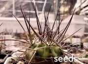 Gymnocalycium polycephalum P 223 S eeds 50/100PCS
