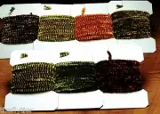 Hareline's Variegated Chenille -- Stoneflies Streamers Nymphs Fly Tying