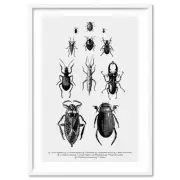 Bugs & Insects Wall Art Print Entomology. Detailed Illustrations B&W | ANA-39