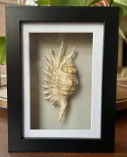 A 6 x 8 x 2.5" Handmade Shadowbox Showcasing a Gorgeous 5" Spider Conch Shell