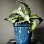 埃及豔后虎尾蘭 埃及艷后 SANSEVIERIA CLEOPATRA