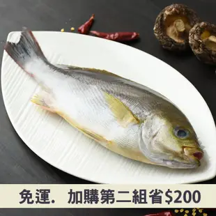 (5包組)龜山島野生黃雞魚160~190g