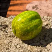 Cucumber - Richmond Green seeds