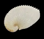 （shelllover)Sea shells Argonauta argo 129.2mm Aquarium Decoration Products