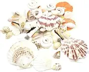 TEHAUX 54pcs DIY Dreamcatcher Vintage Charms Hoops Shell Charms Bead Kits Sea Beads Earrings for Natural Seashell Mix Charms for Keychains Mini Ducks Decorations Shells Decor