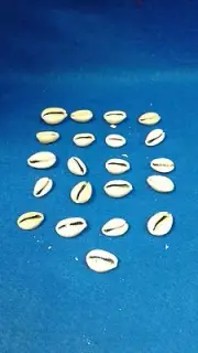 MANO DE CARACOLES DE 21 DILOGUN COWRIES religion yoruba ifa santeria