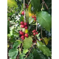 在飛比找蝦皮購物優惠-阿拉比卡Arabica 阿拉比卡咖啡品種帕卡斯(Pacas)