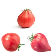 Tomato - Oxheart Pink seeds