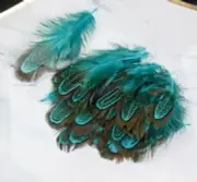 25pcs Natural Almond Aqua Blue Pheasant Feathers DIY Craft Millinery Jewellery