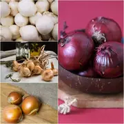 Onion Seeds - Assorted 4 Packs