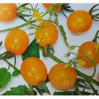 在飛比找蝦皮購物優惠-小番茄(金珠)種子~橙黃Mini tomato