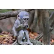 Save 10.01%! Barbados Small-Group Garden & Wildlife Half-Day Tour