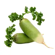Radish - Chinese Green Meat Luobo seeds